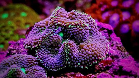 carpet mushroom coral